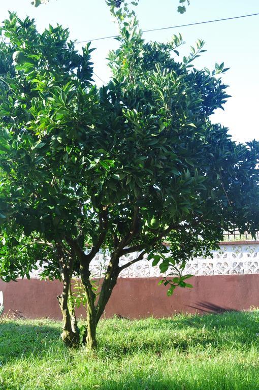 Franko Apartmani Zambratija  Bagian luar foto